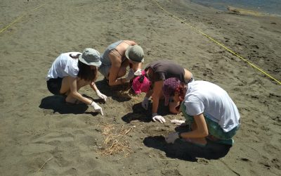 Our partner HCMR organised a beach cleaning
